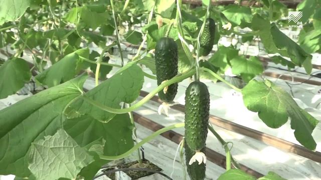 Агрокомбинат «Южный» — летние урожаи посреди зимы смотреть онлайн