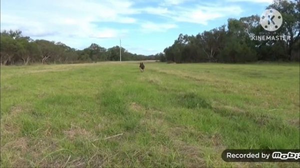 How To Tame a Wild Animal