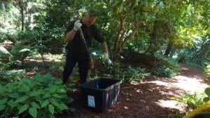 Заражение Phytophthora ramorum