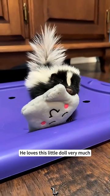 The little skunk was attacked by a dog, but rescued and taken home, and then . # смотреть онлайн