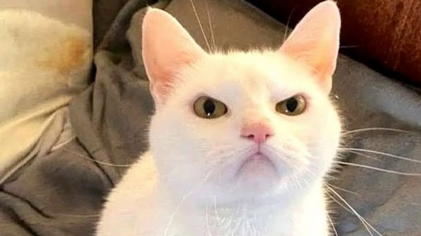 СМЕШНЫЕ КОТЫ 2026 ЛУЧШИЕ ПРИКОЛЫ С КОТАМИ, КОШКИ, ЖИВОТНЫЕ, СМЕШНОЕ ВИДЕО