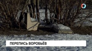 Перепись воробьев