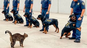 NEW! BRAIN TIME.  КОГДА КОТ В ДОМЕ ХОЗЯИН. САМЫЕ СМЕШНЫЕ МОМЕНТЫ С КОШКАМИ 2026!