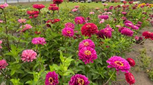 Мой опыт выращивания циний.