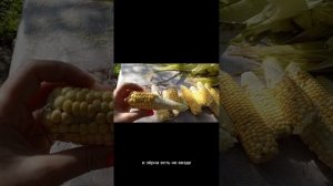 Поспела кукуруза на Урале!