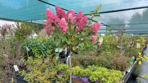 Начало формировании метельчатой гортензии на штамбе