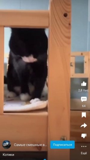 😹 Смешные котики 😆