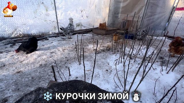 Куры зимой очень счастливы 🤗❄️⛄ (29) смотреть онлайн