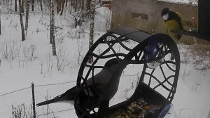 Кура отварная, синицы и снегири.