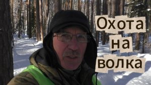 Охота на волка