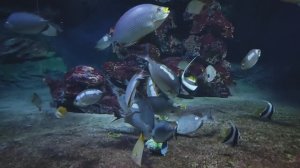 Сиган яванский. Белопёрая кабуба. Рифовая акула. Океанариум РИО