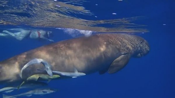 Бухта Марса Мубарак, прогулки с дюгонем