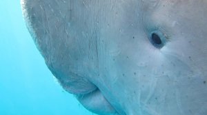 Дюгошенька❤️ Красное море. Марса-Алам. Бухта Марса-Дабр. Август 2025.