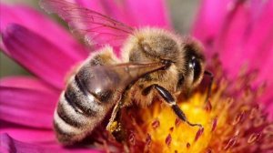 Пчелочка златая