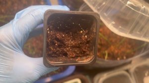 Первые всходы лобелии, лук чернушку решила подсеять.