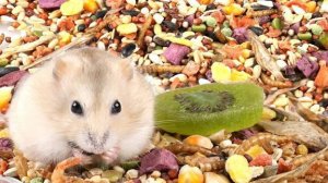 Чем кормить хомячка?🐹 Часть 1.