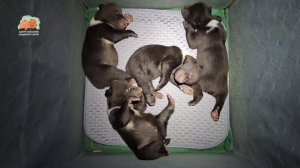 Медвежий народ по-прежнему бОльшую часть времени проводит во сне 💤