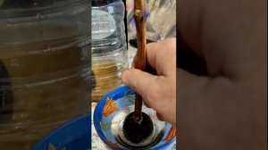 Укоренение черенков винограда на 100% за 15 дней