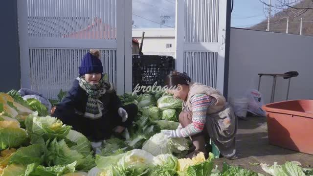 Корейское кимчи (Часть 1) 🌊 Урожай 150 кочанов капусты и секретный бульонㅣKorean Kimchiㅣ