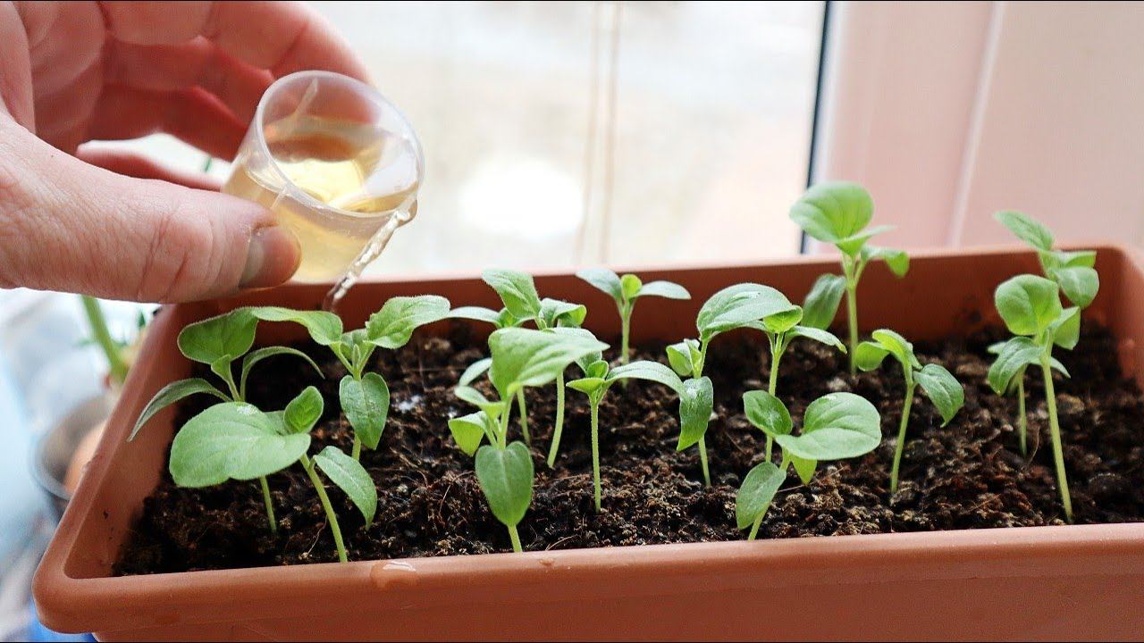 Посадите баклажаны на рассаду в феврале марте этим способом всходы вылезут щёткой. смотреть онлайн