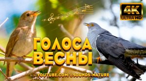 🌿Голоса Весны - Пение Соловья И Кукушки Улучшат Ваш Сон 🌜 Видео Природы 4K 📺 Звуки Природы ASMR✨