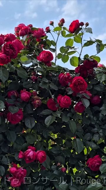 РОЗА РУЖ ПЬЕР ДЕ РОСАР (Meilland, 2002)