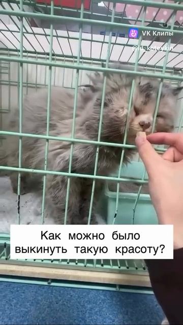 A story about animals 🐱 смотреть онлайн