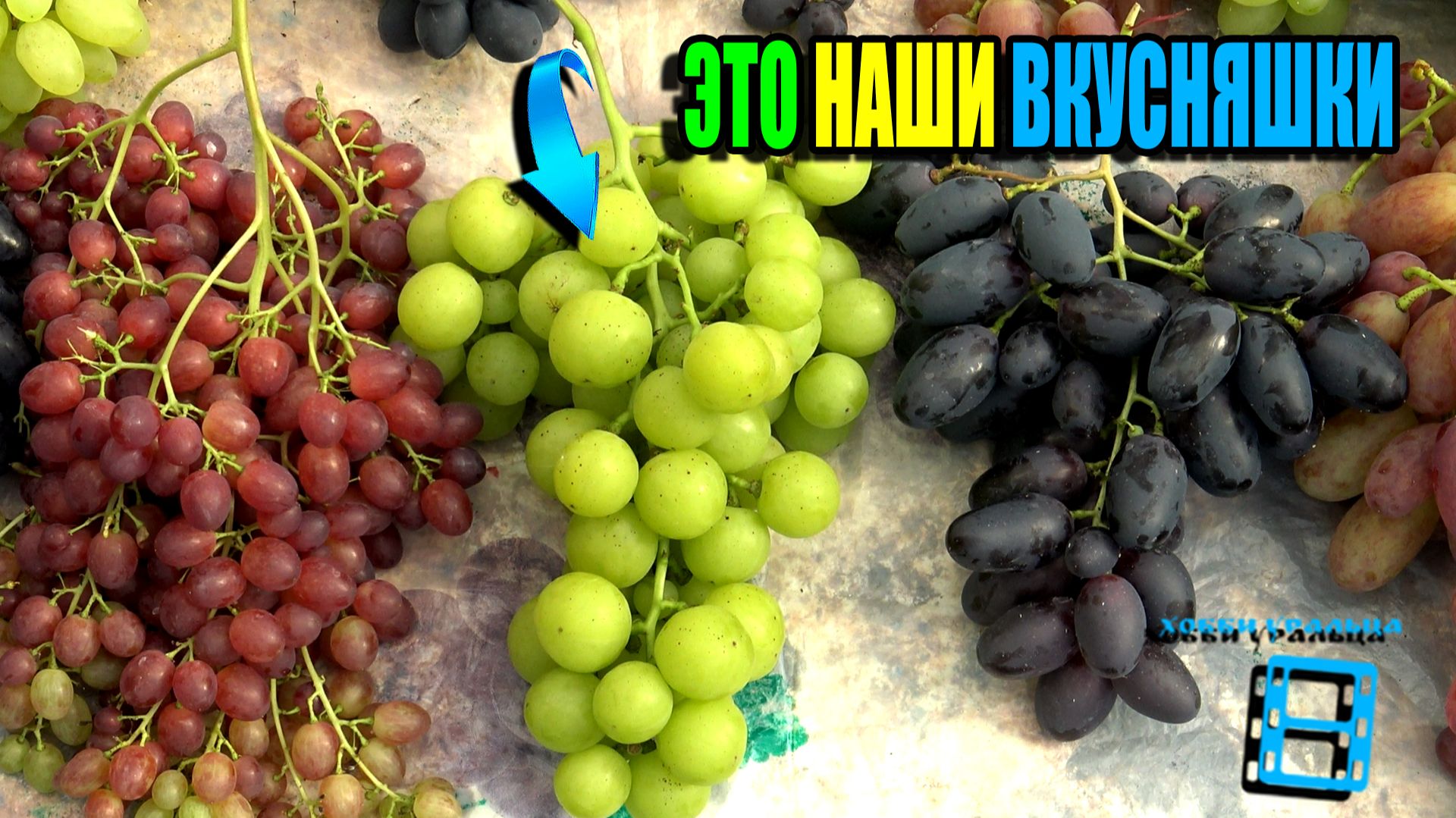 САМЫЙ ВКУСНЫЙ ВИНОГРАД НА НАШЕМ ВИНОГРАДНИКЕ. СЕВЕРНЫЙ ВИНОГРАД 26-02 смотреть онлайн