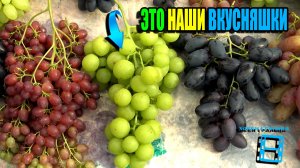 САМЫЙ ВКУСНЫЙ ВИНОГРАД НА НАШЕМ ВИНОГРАДНИКЕ. СЕВЕРНЫЙ ВИНОГРАД 26-02