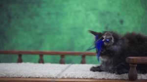 Griffon 1,5 месяца