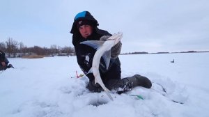 Забытая рыба! Чехонь, которой печи топили. А сейчас бешеный клёв