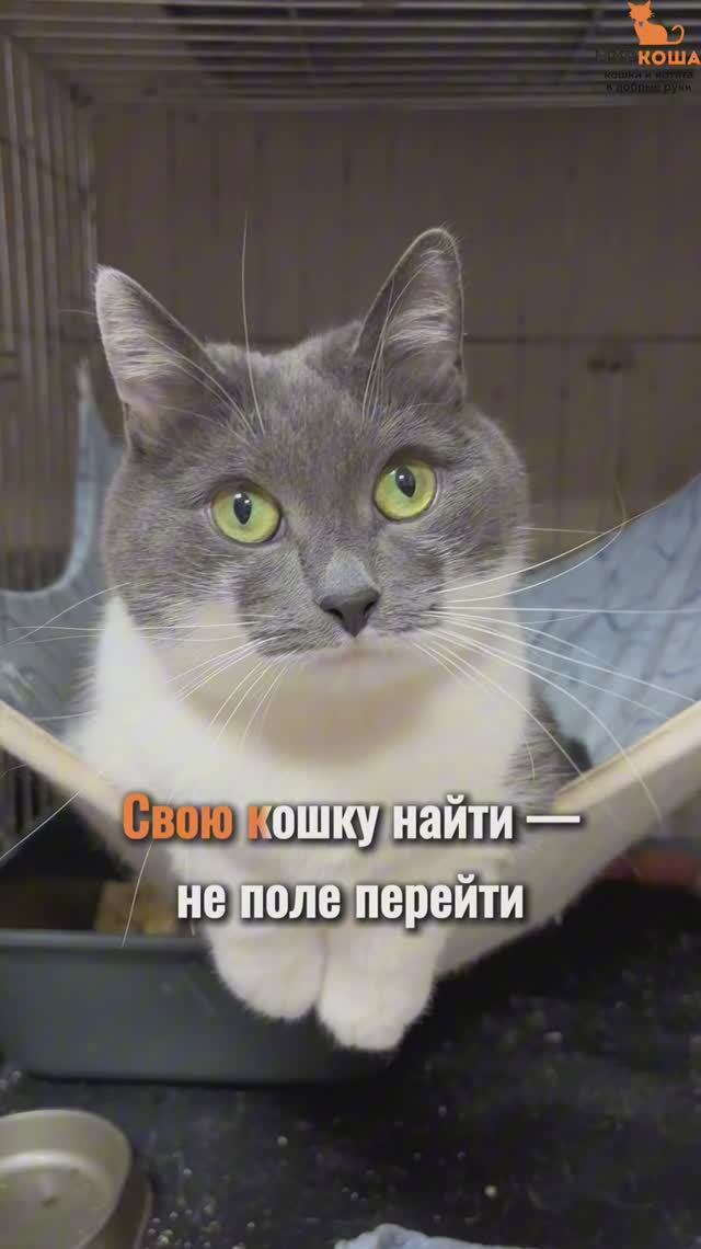 Окада ждёт вас в приюте #Муркоша смотреть онлайн