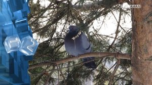 В ближайшие 7 дней в Кузбассе максимальная температура составит +1°С