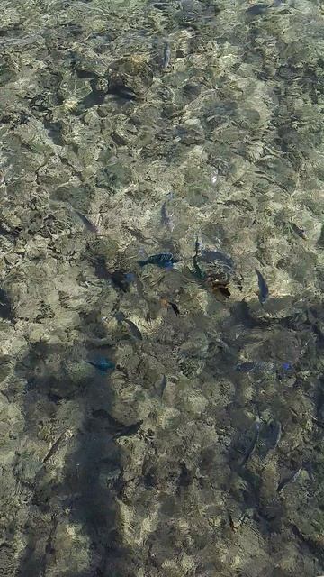 Цветные рыбы смотреть онлайн