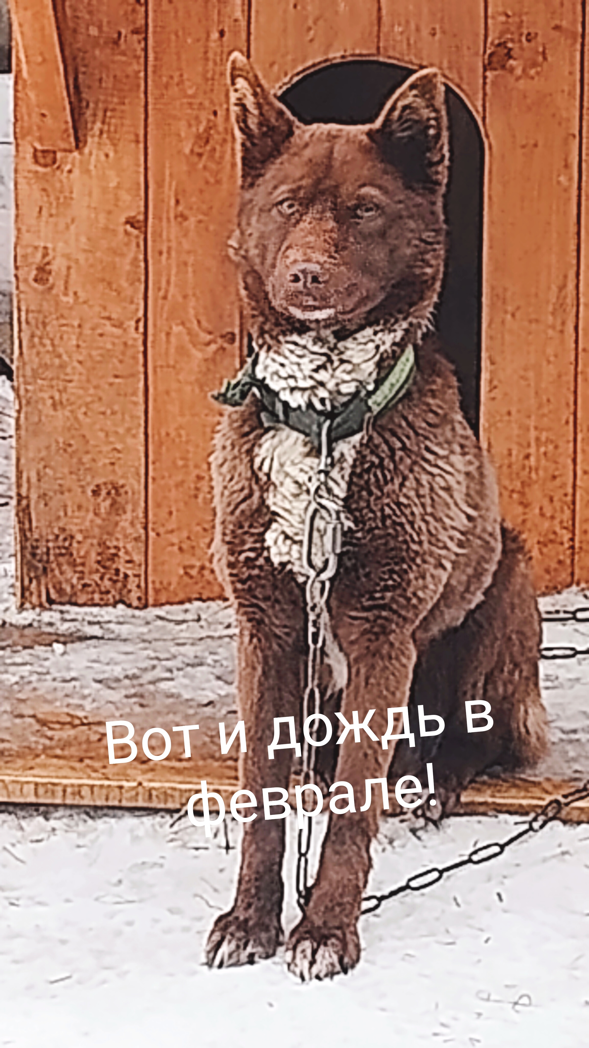 О Мишке и Рыжем на подиуме!😻 #смешныеживотные 10-02-2026 смотреть онлайн