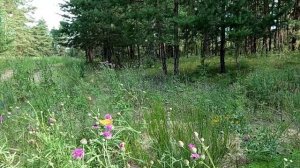 Бабочка и цветы на поле