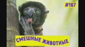 #Смешные животные 167. #Смешные коты, собаки. #Залипательное видео.