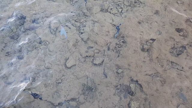 Кормим рыб смотреть онлайн