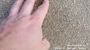 🥬Истинный Рогатый Средневековый Шпинат из Древней Персии🥬СуперСупер-новинка в Домике для Гостей🥬