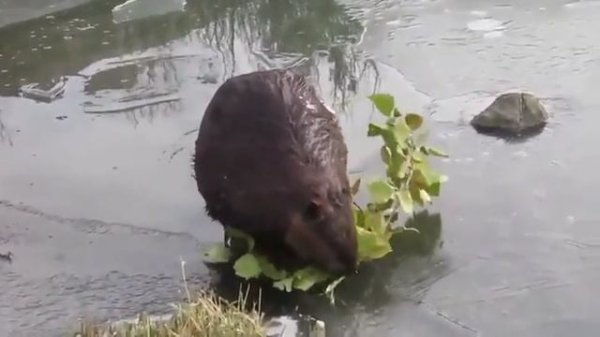 VID_20260210_095347_749.mp4