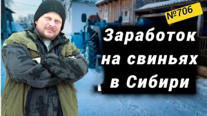Сколько заработали на 5 свиньях. Подводим итоги. Омская деревня.