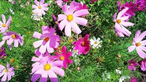 Космея как сидерат будет полезна для сада огорода
