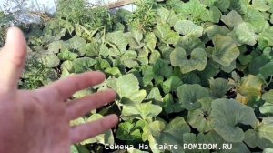 Удивительная Японская Тыква Кабоча Хризантемка Кикудза — 菊座かぼちゃтехнология выращивания от А до Я