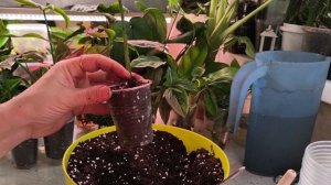 Пересадки 09.02.26.☘️☘️☘️🌹🍀🌺.#комнатныерастения