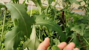 Бамия Северная Холодостойкая Семена на POMIDOMRU [get.gt].mp4