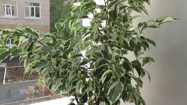 Фикус Бенджамина: как обеспечить комфортную жизнь растению в домашних условиях