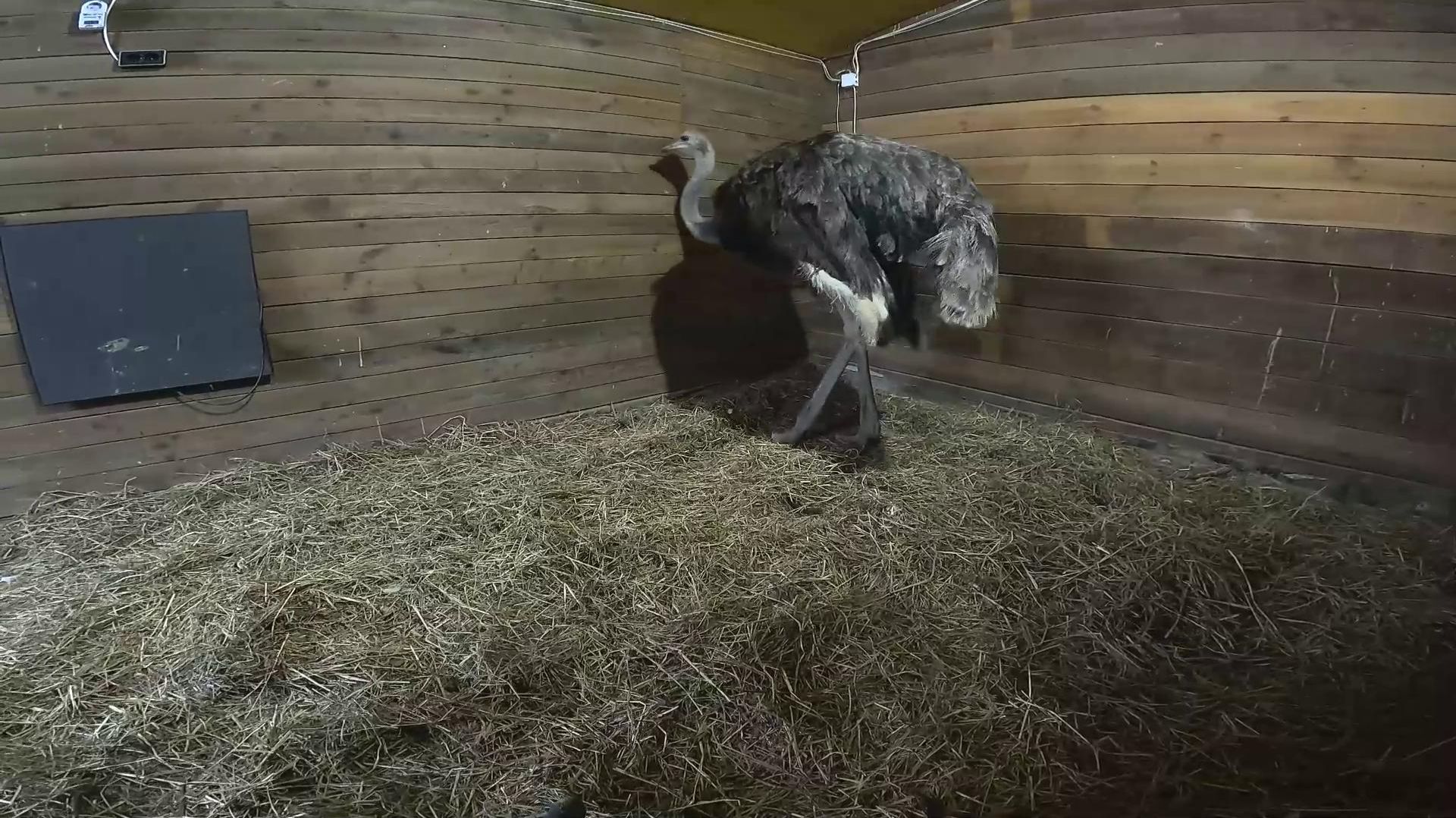 Что стало со страусом ? Машина поломалась... ХУТОР В ЛЕСУ №974 смотреть онлайн