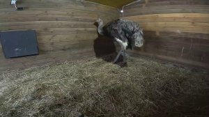 Что стало со страусом ? Машина поломалась...  ХУТОР В ЛЕСУ №974