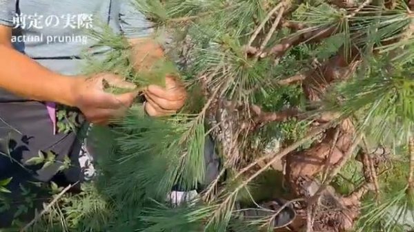 Ниваки из сосны N1