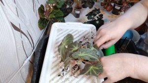 ПЕРЕСАЖИВАЮ  БЕГОНИИ ПРИРОДНИКИ В СВЕЖИЙ  ГРУНТ 🌺🌺🌺10-02-2026